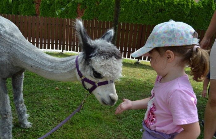 Spotkanie z alpakami w grupie Misie