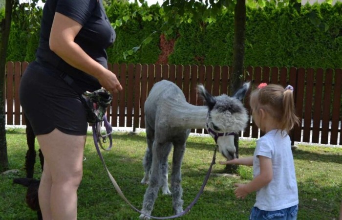 Spotkanie z alpakami w grupie Misie