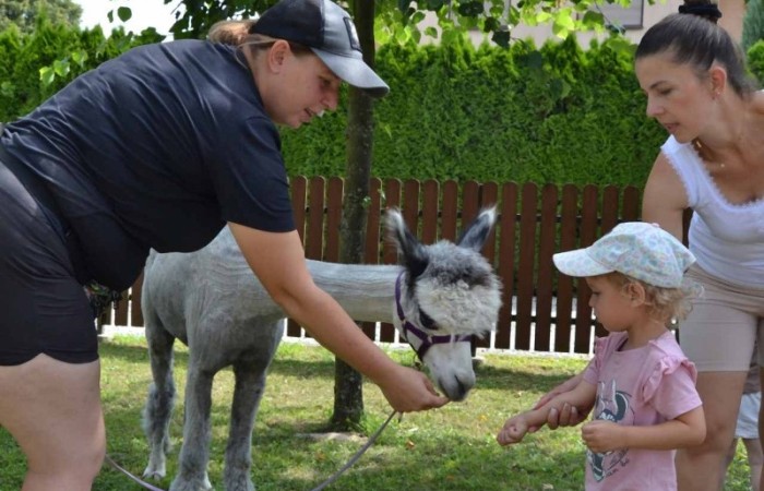 Spotkanie z alpakami w grupie Misie