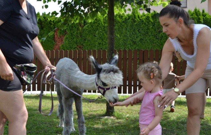 Spotkanie z alpakami w grupie Misie