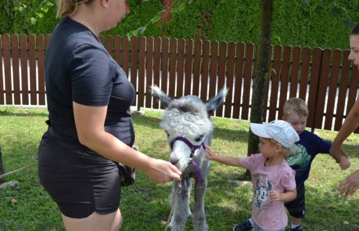 Spotkanie z alpakami w grupie Misie