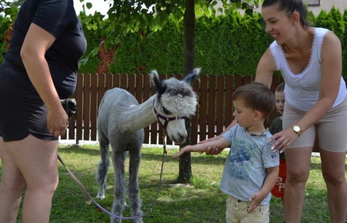 Spotkanie z alpakami w grupie Misie