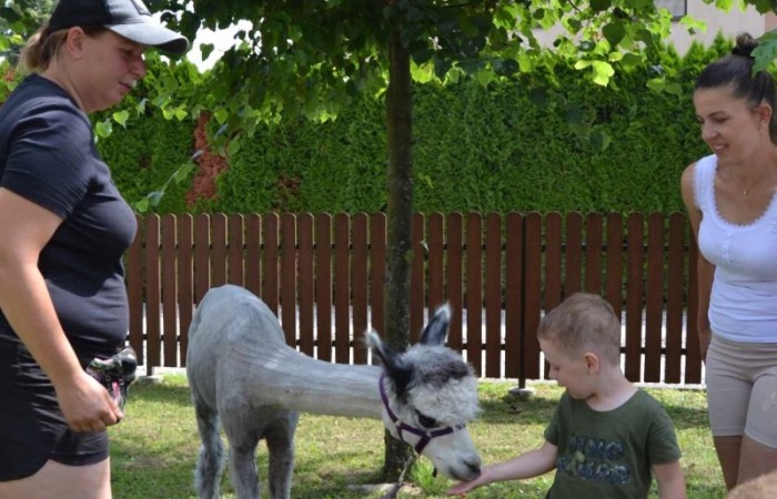 Spotkanie z alpakami w grupie Misie