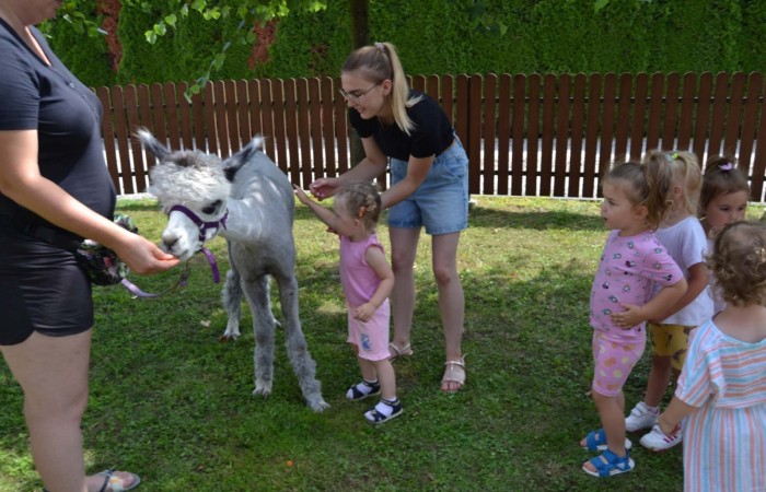 Spotkanie z alpakami w grupie Misie