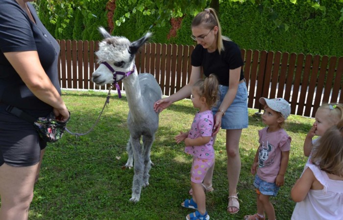 Spotkanie z alpakami w grupie Misie