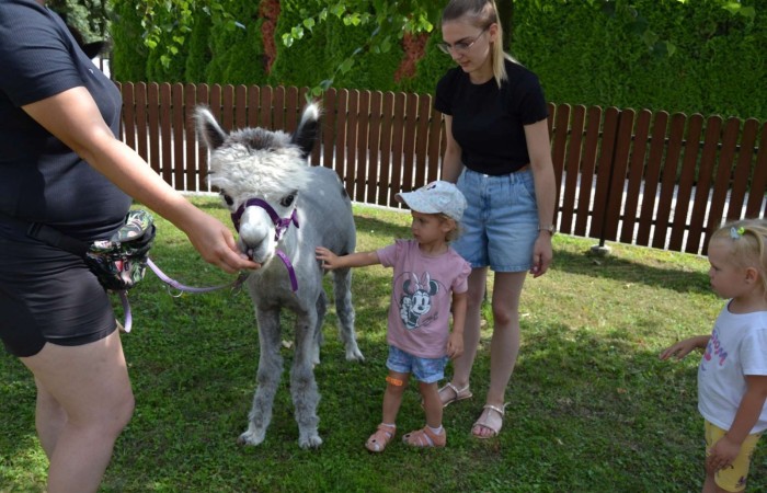 Spotkanie z alpakami w grupie Misie