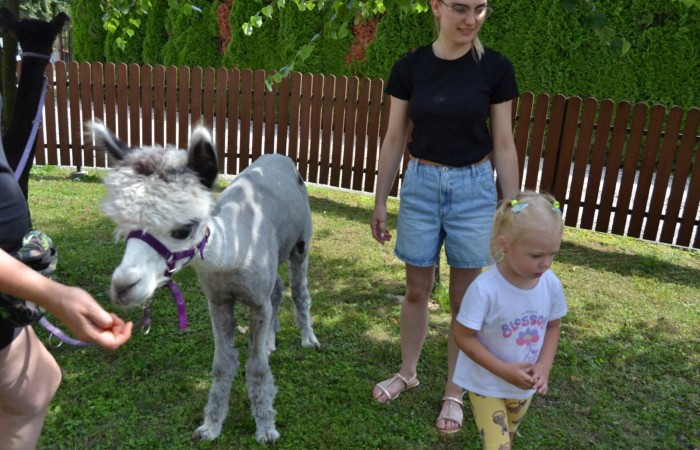 Spotkanie z alpakami w grupie Misie