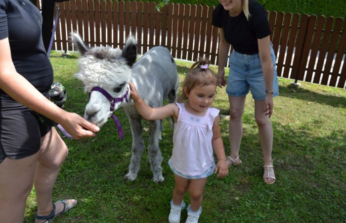 Spotkanie z alpakami w grupie Misie
