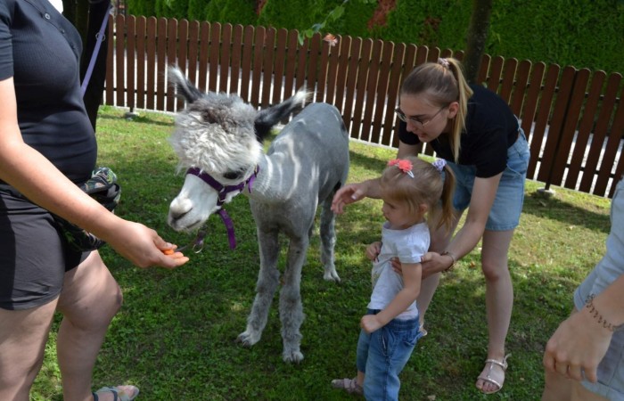 Spotkanie z alpakami w grupie Misie