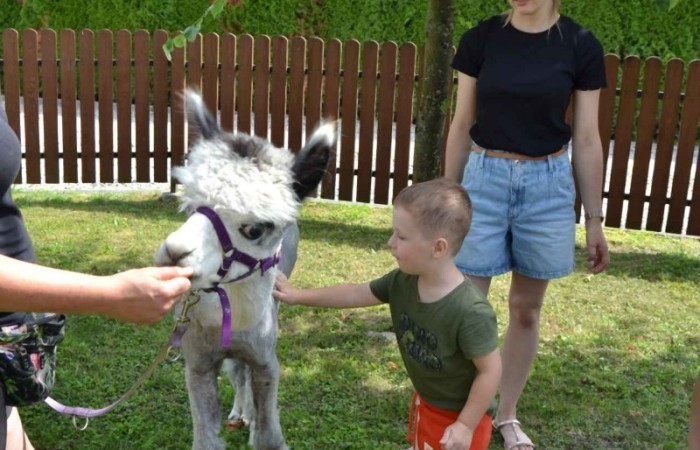 Spotkanie z alpakami w grupie Misie