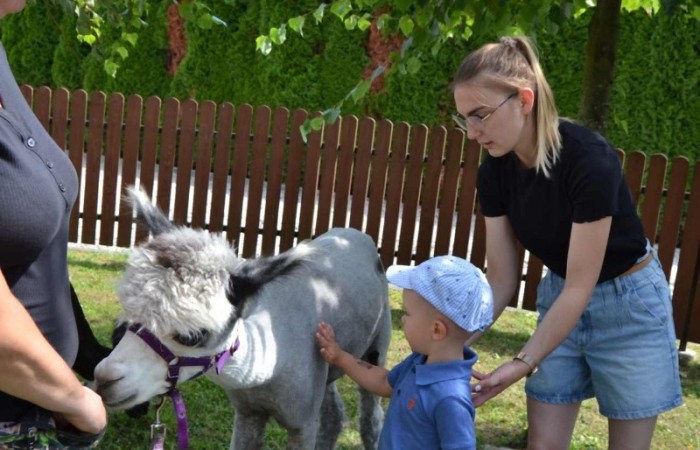 Spotkanie z alpakami w grupie Misie