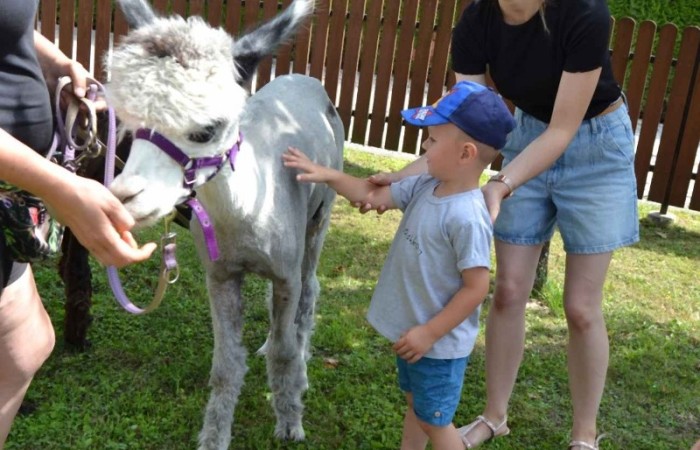 Spotkanie z alpakami w grupie Misie